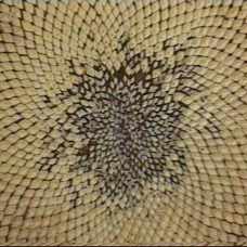 Nature uses spirals to prevent overcrowding.