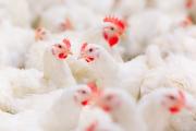 chickens