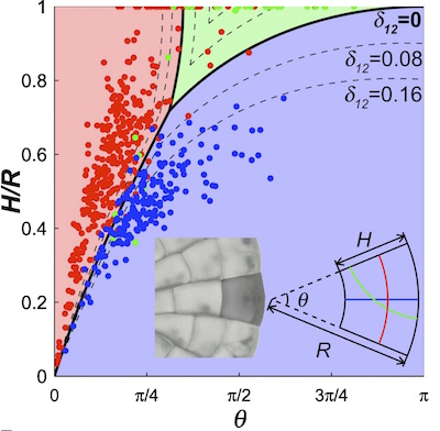 the dynamical
  system for the wedge shaped Coleochaete cells