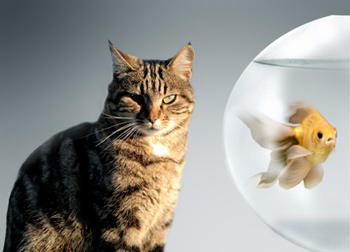 Cat and fish