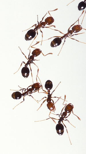 ants