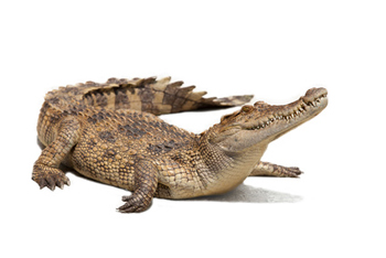 Crocodile