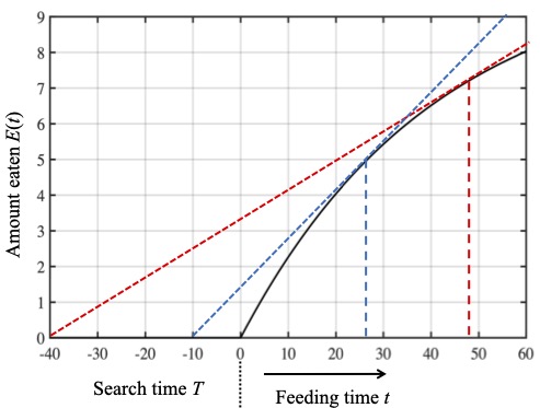 If it takes 40 minutes to find an aphid then the ladybird should spend about 50 minutes feeding on that aphid (red dashed line), but if it only takes 10 minutes to find an aphid then the ladybird should spend only about 28 minutes feeding (the blue dashed line).