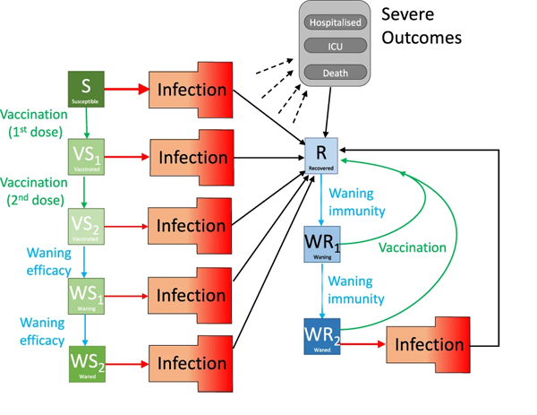 schematic of SEIR model
