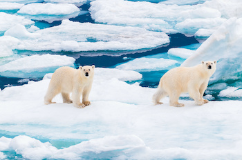 polar bears