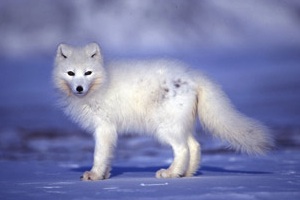 Arctic fox