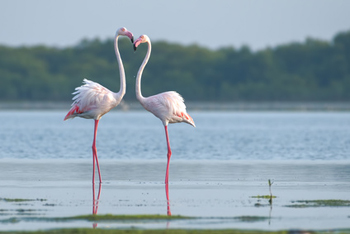 Flamingos