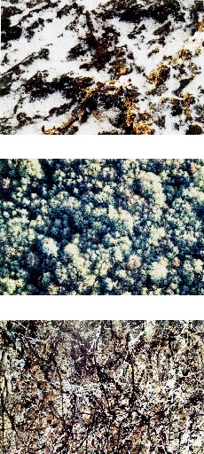 Figure 2: Photographs of (top) a 0.1m section of snow on the ground, (middle) a 50m section of forest and (bottom) a 2.5m section of Pollock's 'One: Number 31' painted in 1950.