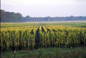 Can the FSE detect ecologically significant change?