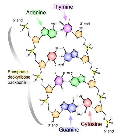 Structure of DNA