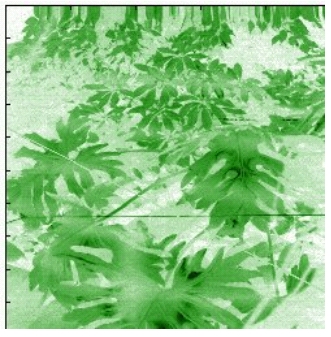 Leaves and trip-wires