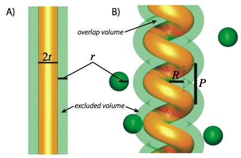 Figure A: The tube (with radius t) actually excludes the spheres (with radius) from a cylindrical region of space with radius t+r. Figure B: However as the tube bends into a helix, the excluded region outside the tube overlaps on the bend, and reducing the size of the excluded volume (Figure B).