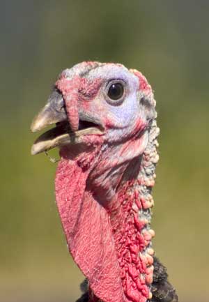 a turkey