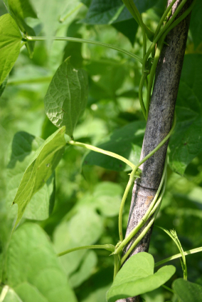 Plant climbing up bamboo cane
