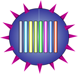 The structure of a virion