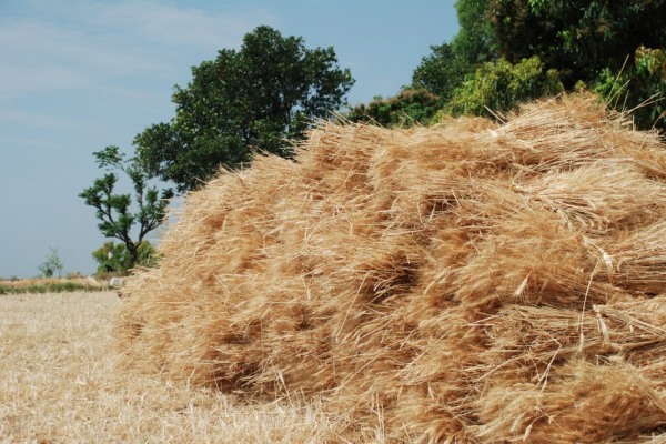 A Haystack in Nainital (Image by Perplexus – CC-BY-SA-4.0)