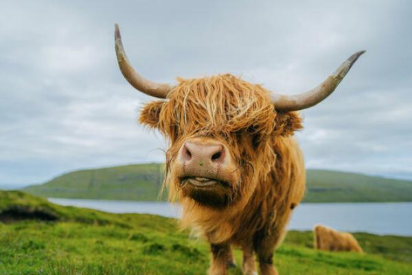 Highland Cow in need of a haircut