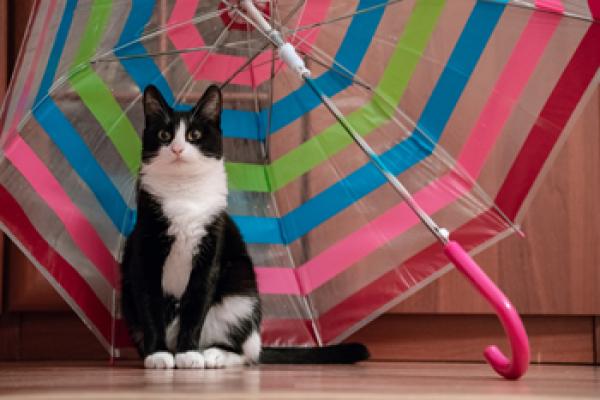 Cat with umbrella