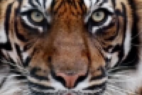 Tiger face