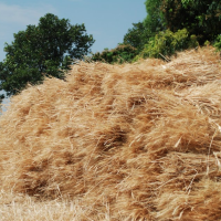 A Haystack in Nainital (Image by Perplexus – CC-BY-SA-4.0)