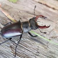 Stag Beetle