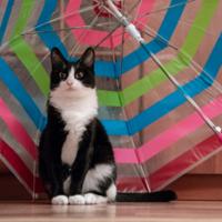 Cat with umbrella