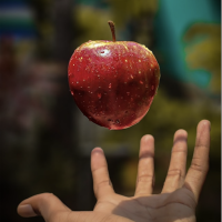 Apple falling into an outstretched hand