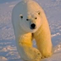 polar bear