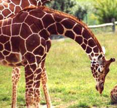 Reticulated giraffe