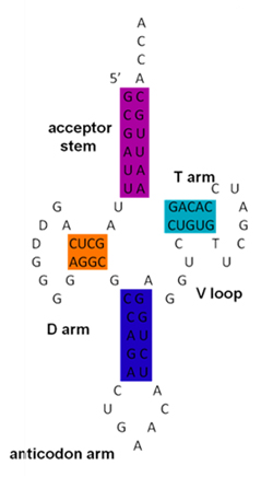 RNA structure