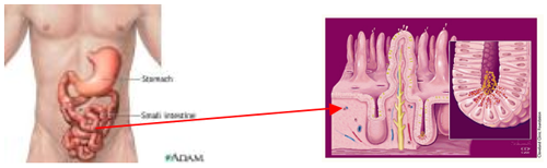 Villi and microvilli in the small intestine