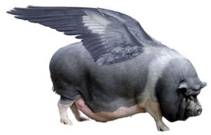 Flying pig